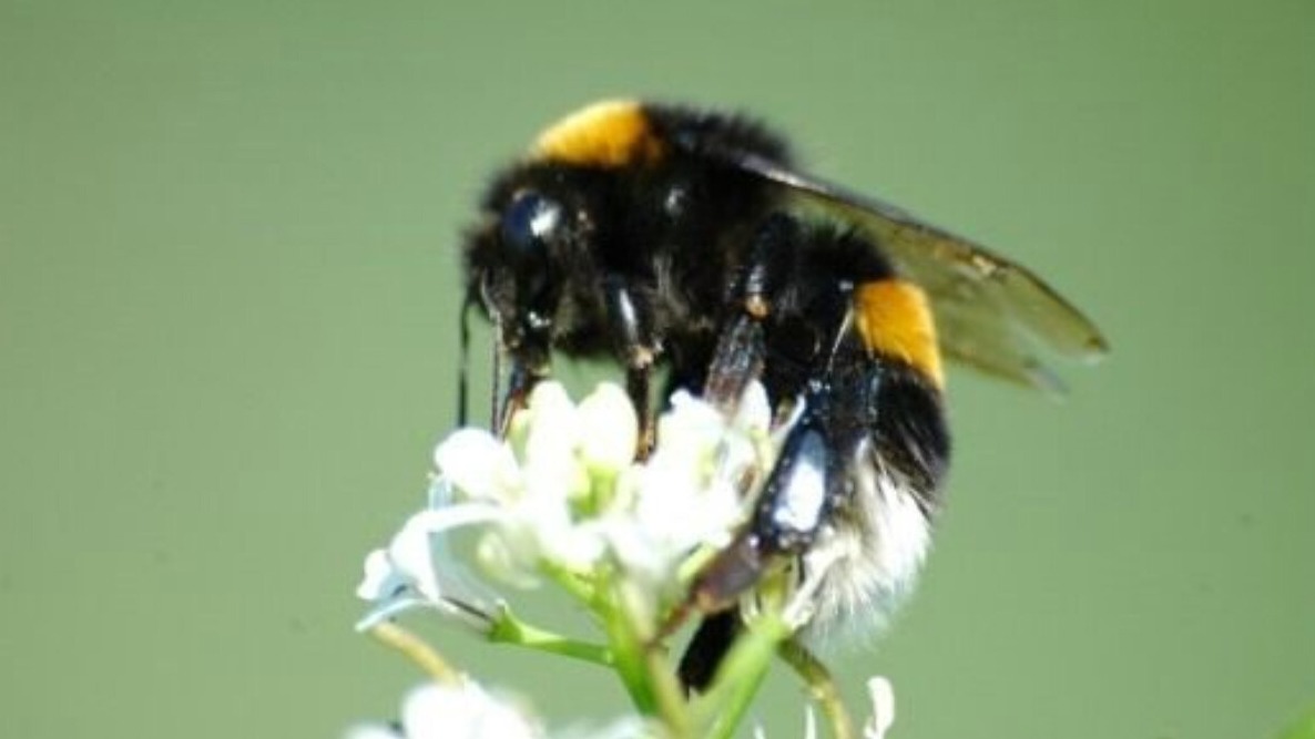 Beautiful tea cups to make you that matcha