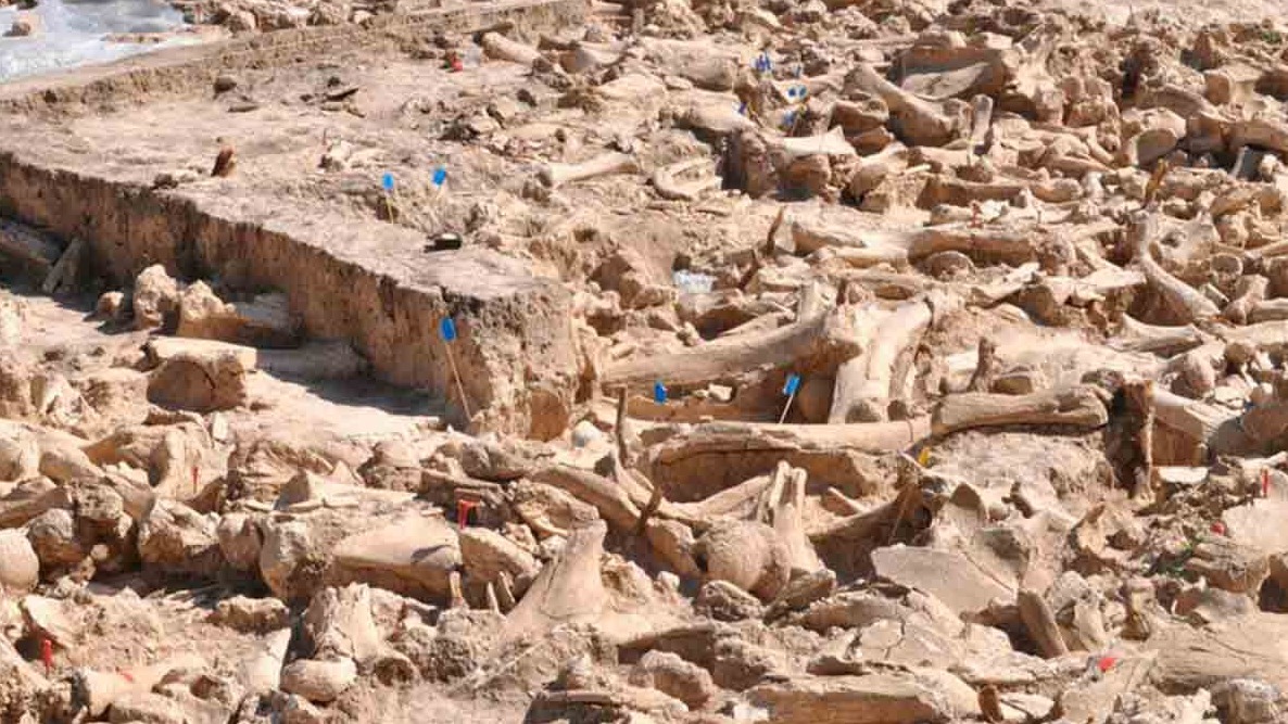 New best parada wave