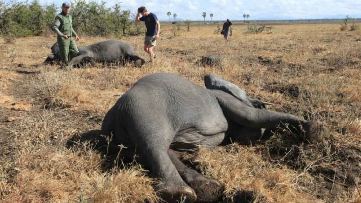 New best parada wave