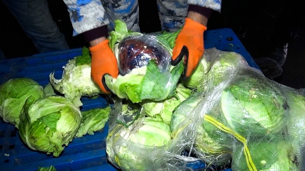 New best parada wave