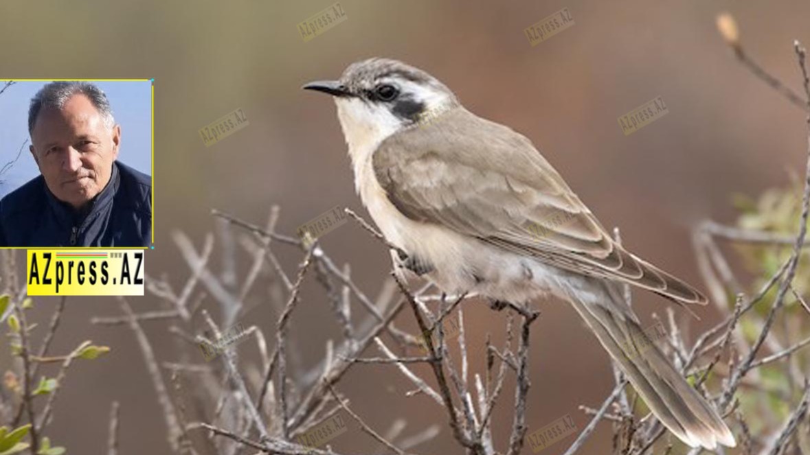 New best parada wave