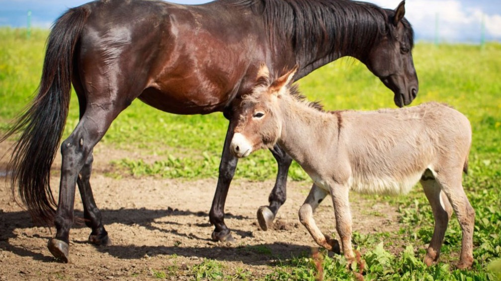 New best parada wave